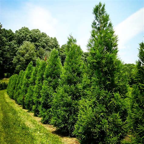 Cryptomeria japonica ‘Yoshino’ | Kiefer Nursery: Trees, Shrubs, Perennials