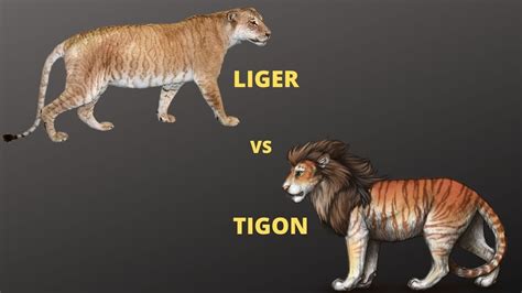 Liger vs Tigon who will win || Jungle Safari - YouTube