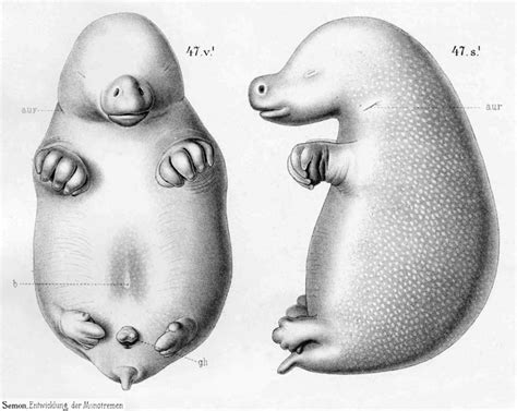 Echidna Life Cycle Diagram