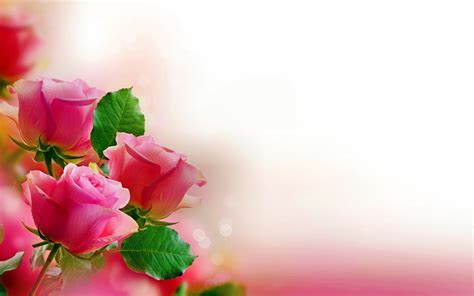 Elegant Pastel Pink Roses - 4K Ultra HD Wallpaper