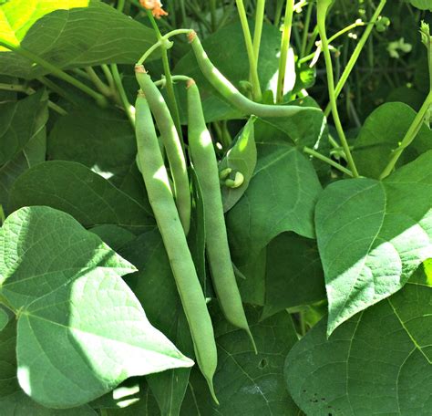 How to Cook Fresh Green Beans – Farm Fresh For Life – Real Food for ...