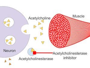 Acetylcholinesterase Inhibitors: Examples & Mechanism | Study.com