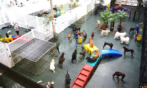 Doggy Daycare, because all commodities require confortable upkeep | Dog ...