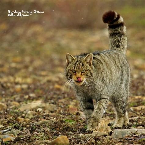 Wildcat-Cantabrian Mountains - Birdwatching Spain | Wildlife tours in Spain