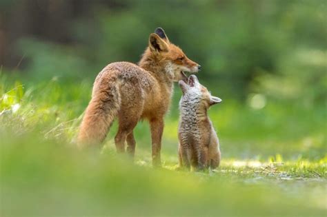 70+ Cute Baby Foxes to Brighten Your Day (With Pictures)