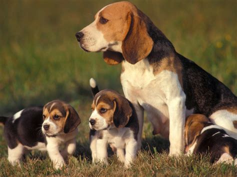 Rules of the Jungle: Beagle puppies