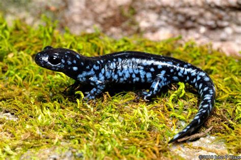 CalPhotos: Ambystoma laterale; Blue-spotted Salamander | Amphibians ...