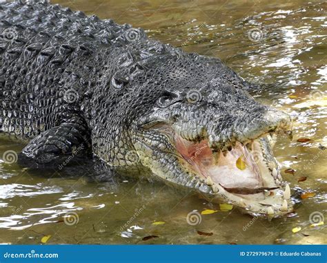 Giant Lolong Crocodile in Davao, Mindanao, Philippines Stock Image ...