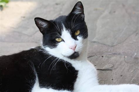 Study Shows Black And White Cats Most Likely To Have Cattitude - Cole ...