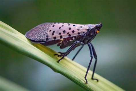 Stoller has organic product to control invasive spotted lanternfly ...