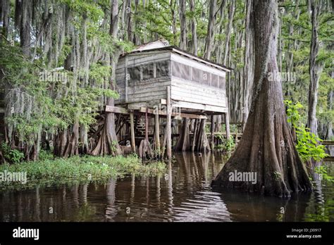 Scenic view of an old swamp shack on stilts in Caddo Lake, on the Texas ...