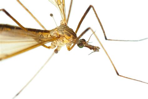 Mosquito Eater | Bugs | Pinterest | Mosquito eater