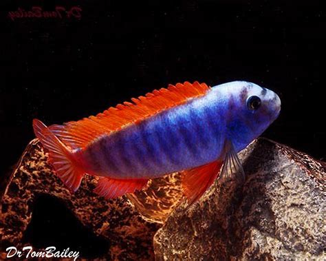 Premium Labeotropheus Trewavasae Mbuna Cichlid from Lake Malawi