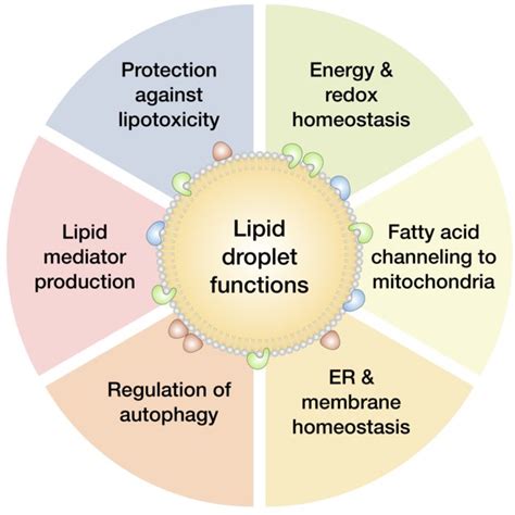 Autophagy and phospholipase-mediated phospholipid hydrolysis stimulate ...