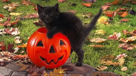 Cute Black Cat Halloween Wallpapers - Top Free Cute Black Cat Halloween ...