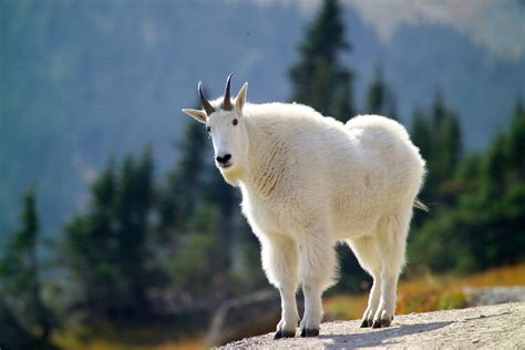 Download Goat Animal Mountain Goat HD Wallpaper by skeeze