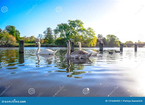 Swans Swimming in the Serpentine Lake in Hyde Park, England Stock Image ...