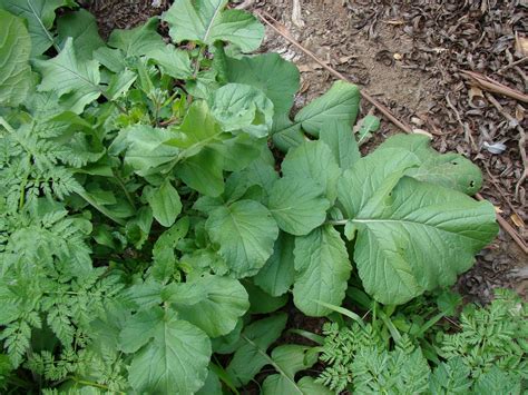 Leaves of Plants: Wild radish