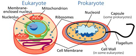 Eukarya | Definition, Characteristics & Domains - Video & Lesson ...