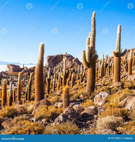 Cactus Island, Uyuni stock image. Image of extreme, nature - 127732971