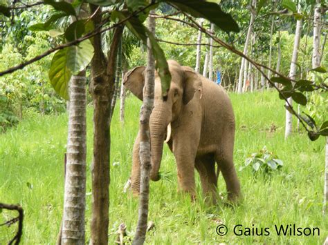 The Sumatran Elephant: Human-Elephant Conflict, Habitat Use and Home ...