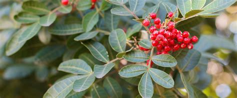 Brazilian Pepper Tree: A South Florida Invasive Plant - Coastal Gardens ...