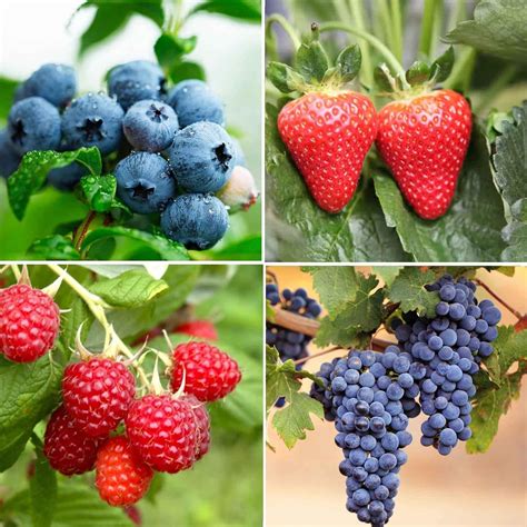 Dichmag Fresh Berry Seeds STF9 Individually Labeled - 4 Types Including ...