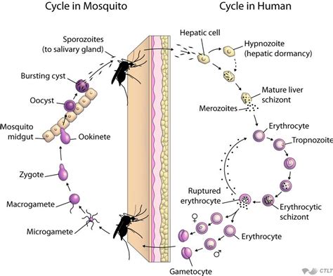 Plasmodium Life Cycle Malaria images