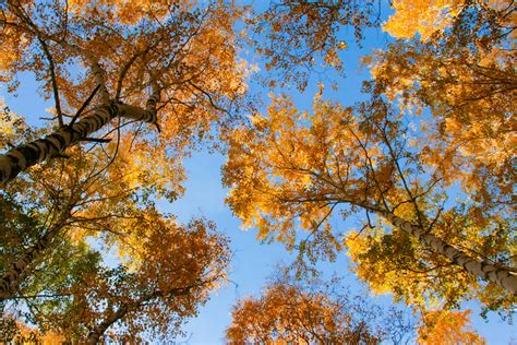 Autumn Sky Free Stock Photo - Public Domain Pictures