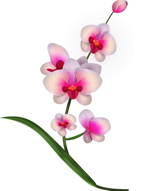 Orchid - Pink Orchids Png Clipart Transparent Png - Full Size Clipart ...