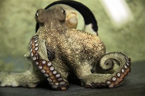 Art Of Disguise: Can Octopuses Camouflage? - MarinePatch