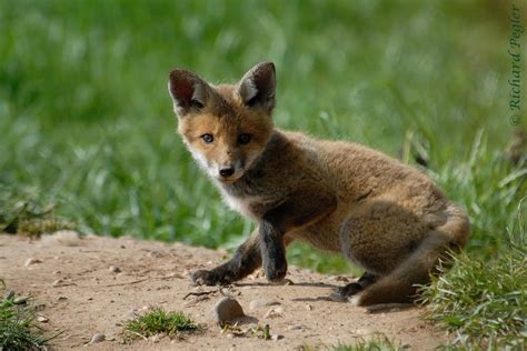 Pegler Birding: Local Patch Fox Cubs - on 9th June, 2010