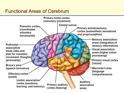 Functional areas of cerebrum | Nervous system anatomy, Nervous system ...