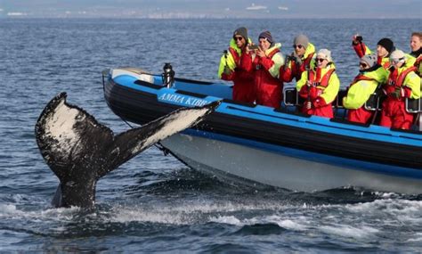 The 7 Best Whale Watching Tours in Iceland [2020 Reviews]