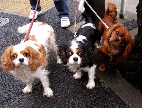 Cavalier King Charles Spaniel Grooming: A Guide with Haircut Pictures