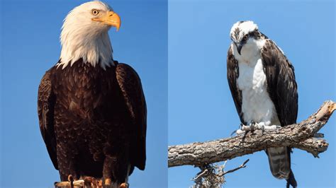 Osprey Vs. Eagle – Key Differences – Bird Watching Journal