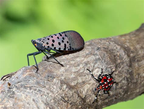 Spotted Lanternfly Detected in Middle Tennessee | Institute News