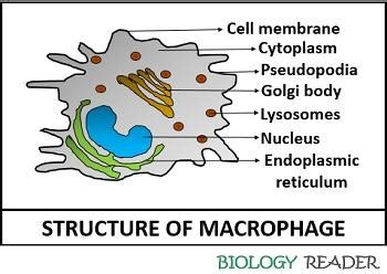 What are Macrophages? Definition, Types, Mechanism & Functions ...