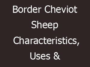 Border Cheviot Sheep: Characteristics, Uses, Photo