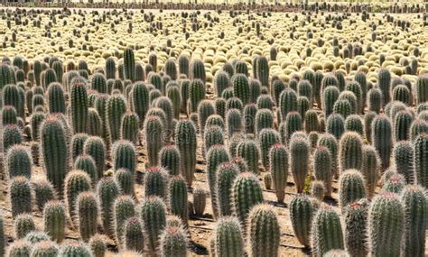 Cactus farm stock image. Image of tropical, plantation - 19976213