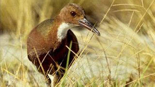 Aldabra rail: The bird that came back from the dead by evolving twice ...