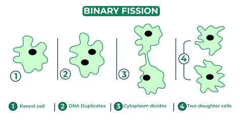 Binary Fission - Definition, Examples, Types and FAQ