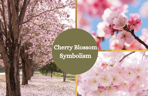 Cherry Blossom Flower - Meaning and Symbolism - Symbol Sage