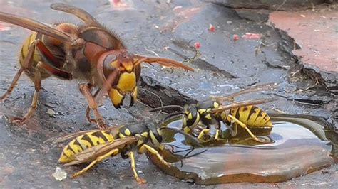 Mens Mag Daily Hornet Vs Wasp, a Fight to The Death - Mens Mag Daily