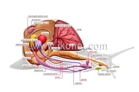 animal kingdom > mollusks > snail > anatomy of a snail image - Visual ...