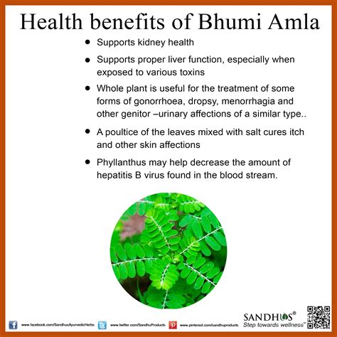 Bhumi Amla Medicinal Plant Wikipedia - MedicineWalls