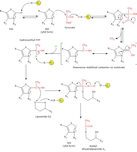 Pyruvate Dehydrogenase Structure