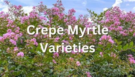 21 Best Crepe Myrtle Varieties To Enliven Your Landscape - Rennie Orchards