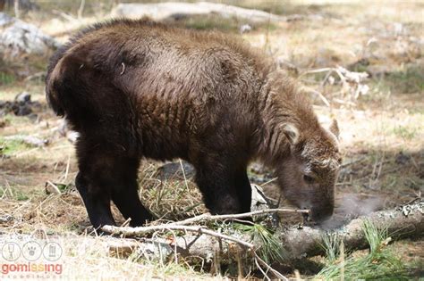 Takin – The National Animal of Bhutan – GoMissing