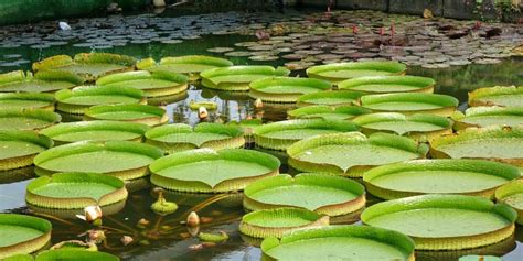 Beautiful Water Lily In A Pond Stock Photo - Image of pond, beauty ...